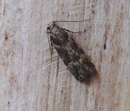 Adult &bull; Gait Barrows NNR, Lancashire &bull; &copy; Ian Kimber