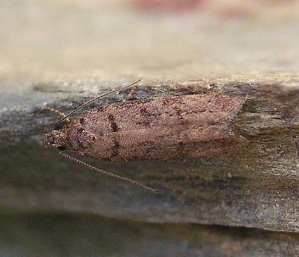 Adult &bull; Chorlton, Manchester &bull; &copy; Ben Smart