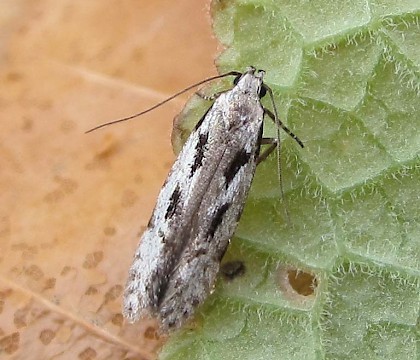 Adult &bull; East Ross, Scotland &bull; &copy; Nigel Richards