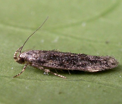 Adult &bull; Ipswich, Suffolk &bull; &copy; Paul Kitchener