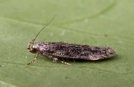 Carpatolechia fugitivella