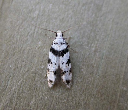 Adult &bull; Gastes, France &bull; &copy; Donald Hobern