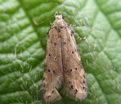 Adult &bull; Cresswell Piece, Staffordshire, May &bull; &copy; John Bryan