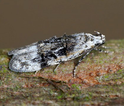 Adult &bull; Reared from larva &bull; &copy; Oliver Wadsworth