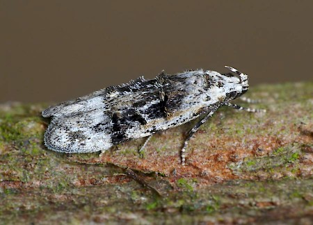 Altenia scriptella