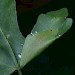 Larval feeding • Bransford, Worcs. On field maple. • © Oliver Wadsworth