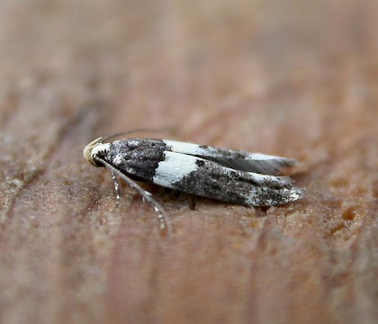 Adult &bull; Hellerup, Denmark &bull; &copy; Donald Hobern