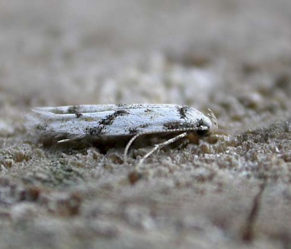 Adult &bull; Hellerup, Denmark &bull; &copy; Donald Hobern