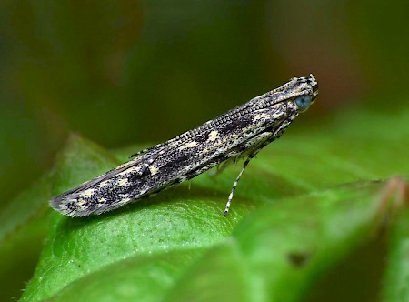 Batrachedra praeangusta