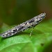 Adult • Lackford Lakes NR, Suffolk, ex. mine on sallow • © Patrick Clement