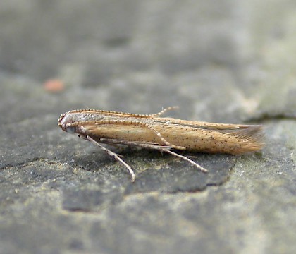 Adult &bull; Weybridge, Surrey &bull; &copy; Andrew Mitchell