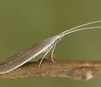 Adult &bull; Burgenland, Austria &bull; &copy; Peter Buchner