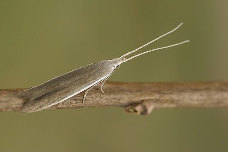 Coleophora albella