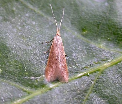 Adult &bull; Hampshire &bull; &copy; Rob Edmunds