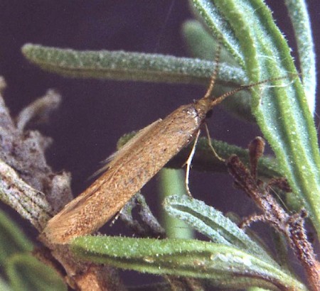 Coleophora lutipennella