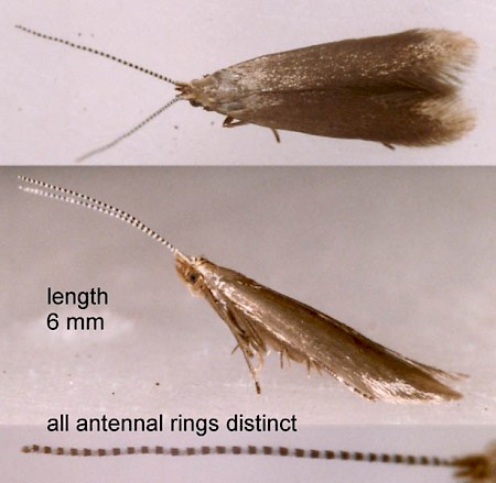 Coleophora gryphipennella