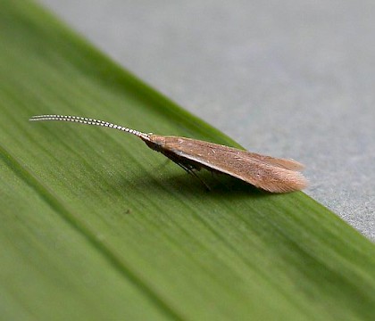 Adult &bull; Hampshire &bull; &copy; Rob Edmunds