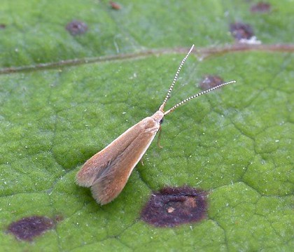 Adult &bull; &copy; Nigel Whinney