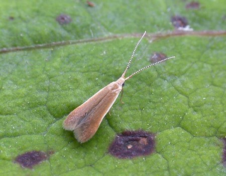 Coleophora badiipennella