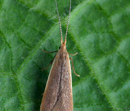 Adult &bull; Lower Penn, West Mids, reared from larva on Ulmus &bull; &copy; Patrick Clement