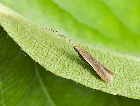 Coleophora limosipennella