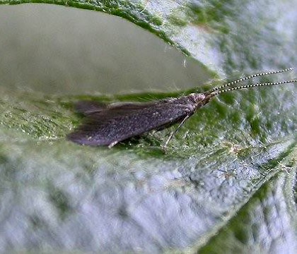 Adult &bull; Hampshire &bull; &copy; Rob Edmunds