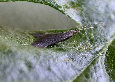 Coleophora coracipennella