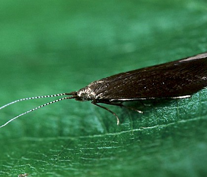 Adult &bull; Littleborough, Lancashire &bull; &copy; Ian Kimber