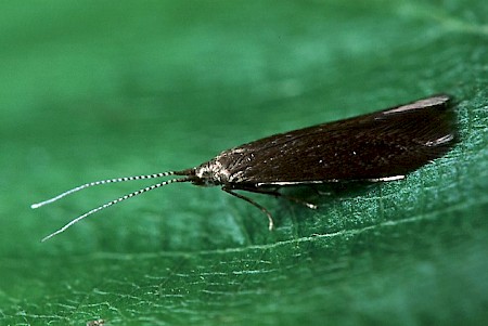 Coleophora serratella