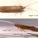 Adults • Top: June. Derbyshire. Det. Eric Bradford. Bottom: Ex pupa on Ulmus procera leaf. June. Cheshire. Gen. det. S. Farrell. • © Ian Smith