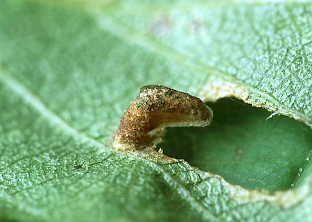 Coleophora serratella