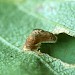 Early larval case • Initial phase of first larval case, lacking prominent oral rings. Littleborough, Lancashire. • © Ian Kimber