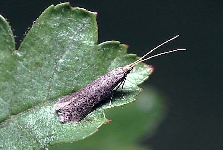 Apple & Plum Case-bearer Coleophora spinella