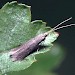 Adult • Studham, Bedfordshire • © Charles Baker