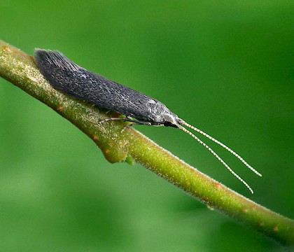 Adult &bull; Ex larva Glapthorn, Northants. Gen Det. &bull; &copy; Patrick Clement
