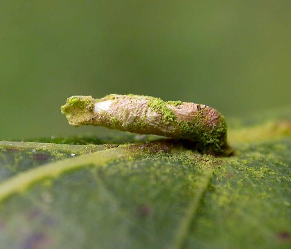 Larval case on Crataegus &bull; Namur, Belgium &bull; &copy; Jean-Yves Baugn