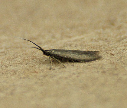 Adult &bull; &copy; Tom Sleep