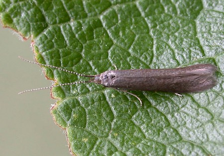 Coleophora lusciniaepennella