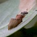 Larval case • Cromwell Bottom NR, West Yorkshire • © Ian Kimber