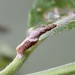 Larval case • Cromwell Bottom NR, West Yorkshire • © Ian Kimber