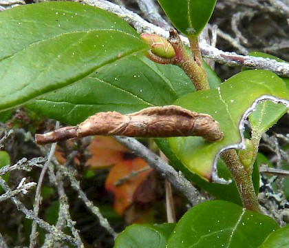 Larval case &bull; Lynebeg, Scotland &bull; &copy; Dave Gibbs