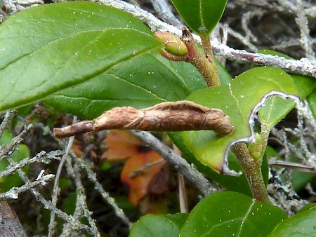 Coleophora idaeella