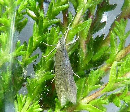 Adult &bull; Lynebeg, Scotland &bull; &copy; Dave Gibbs