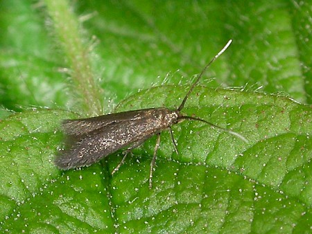 Coleophora violacea