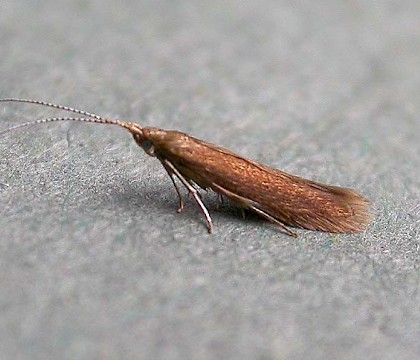 Adult &bull; Hampshire &bull; &copy; Rob Edmunds