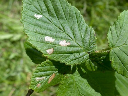 Coleophora binderella