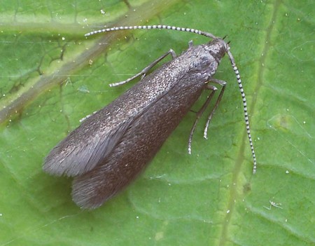 Coleophora ahenella