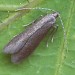 Adult • ex. Larva on Lonicera xylosteum, Erkner, Berlin, Germany; leg. J. Langmaid • © Ian Thirlwell