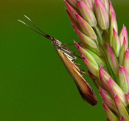 Large Clover Case-bearer Coleophora trifolii