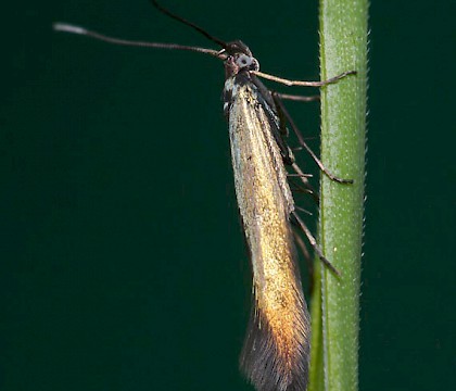 Adult &bull; Worcestershire &bull; &copy; Oliver Wadsworth